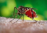 Zika Virus mosquito bite solution