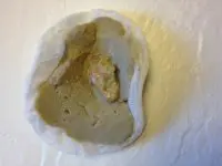 Rock with fossil imprint on textured surface.